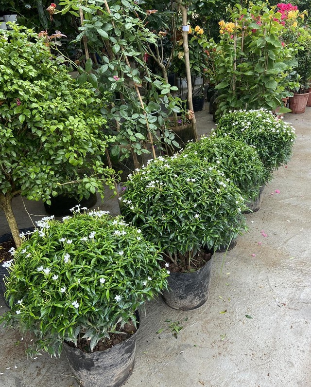 Cây cảnh hoa nở quanh năm, mùi thơm nhẹ giúp thư giãn, tên nghe đã thấy phúc khí vào nhà-1