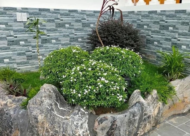 Cây cảnh hoa nở quanh năm, mùi thơm nhẹ giúp thư giãn, tên nghe đã thấy phúc khí vào nhà-2