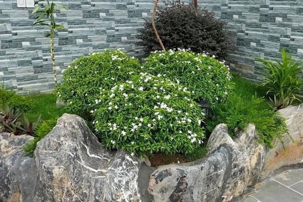 Ý nghĩa của cây hoa tường vi-2