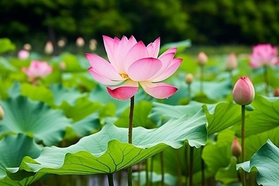 Thảo dược vạn năng ngay từ loại cây quen thuộc, người Việt lại đang bỏ phí