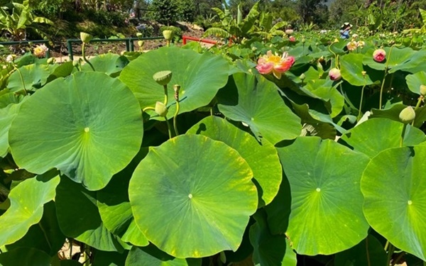 Thảo dược vạn năng ngay từ loại cây quen thuộc, người Việt lại đang bỏ phí-2