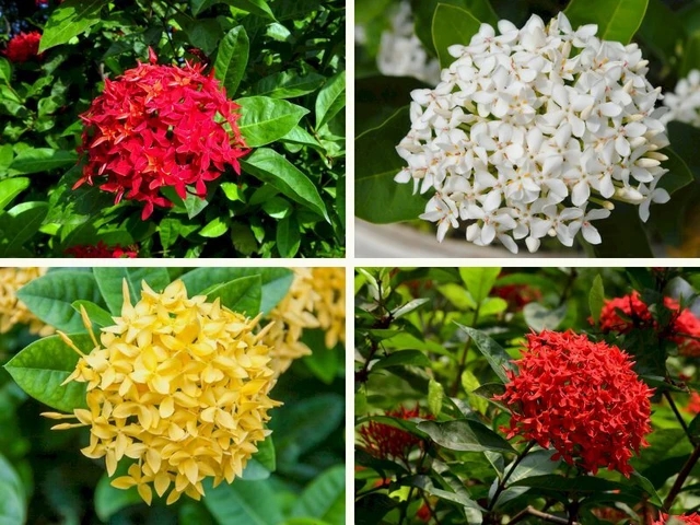 Ý nghĩa phong thủy của hoa Mẫu đơn, hoa Mẫu đơn có dâng cúng trên ban thờ được không?-1