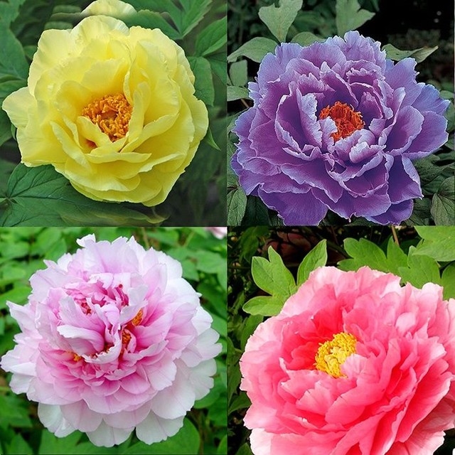 Ý nghĩa phong thủy của hoa Mẫu đơn, hoa Mẫu đơn có dâng cúng trên ban thờ được không?-2