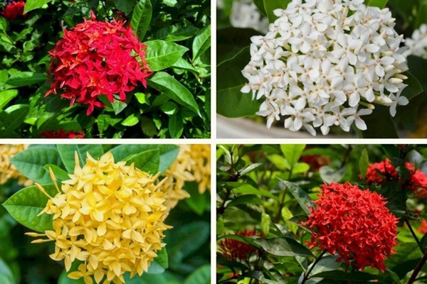 Ngày tốt nhất bao sái ban thờ và 2 cách tăng vượng khí ban thờ trong tháng cô hồn-4