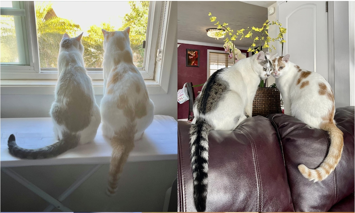 Nữ ca sĩ Việt tuổi 50 viên mãn bên chồng con trong biệt thự hơn 70 tỷ đồng ở Mỹ-14