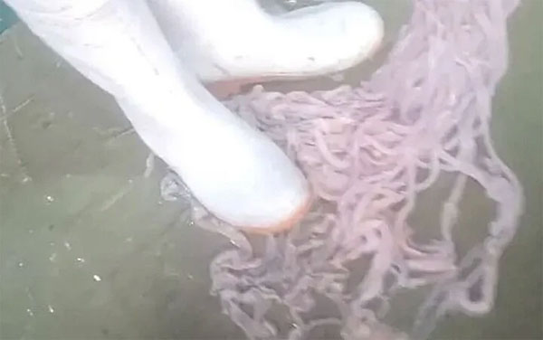 Ghê rợn cảnh làm lòng vịt, ngỗng phục vụ cửa hàng lẩu ở Trung Quốc-1