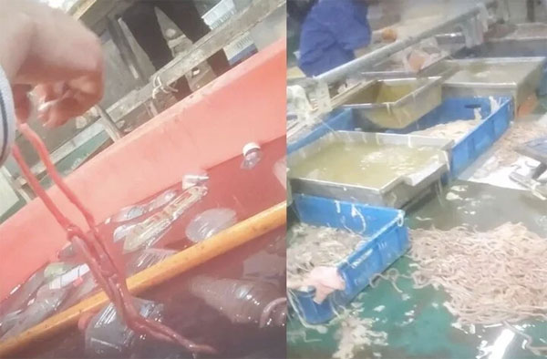 Ghê rợn cảnh làm lòng vịt, ngỗng phục vụ cửa hàng lẩu ở Trung Quốc-2