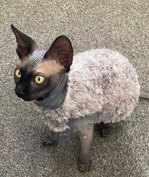 Gãy cổ, rạn xương sọ, thập tử nhất sinh chỉ vì vấp phải mèo-2