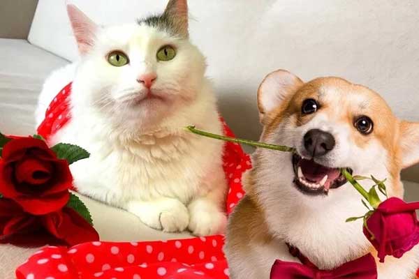 Phát hiện mới của giới khoa học: Mèo cũng biết buồn như con người-2