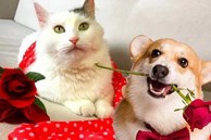 Áp lực kết hôn đè nặng, giới trẻ Trung Quốc làm show mai mối cho cả chó mèo