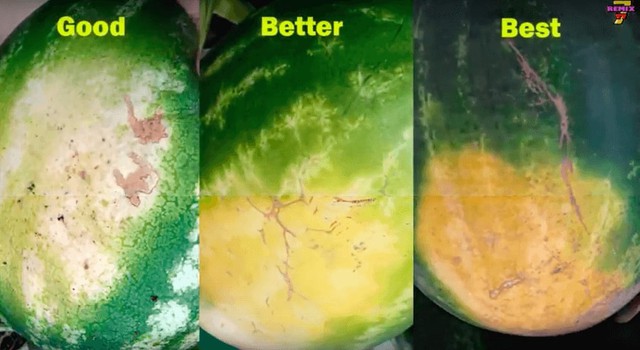 Không cần gõ, nhìn vào phần này của dưa hấu là chọn được quả ngon, ngọt lịm: Đơn giản mà chính xác-2