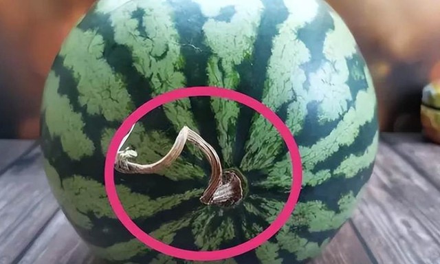 Không cần gõ, nhìn vào phần này của dưa hấu là chọn được quả ngon, ngọt lịm: Đơn giản mà chính xác-3