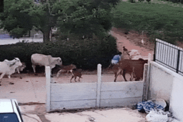 Clip: Bị đánh, bò nổi điên tấn công chủ rồi húc ngã người đi đường