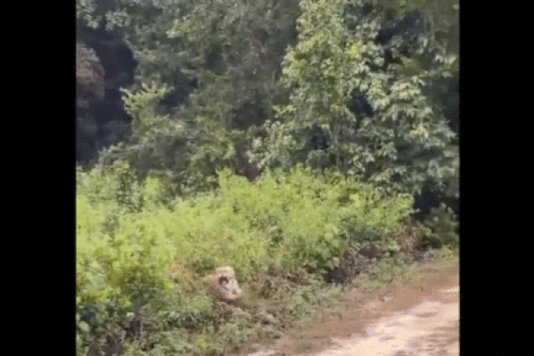 Clip: Đôi nam nữ chạm trán hổ dữ giữa đường và cái kết gay cấn-1