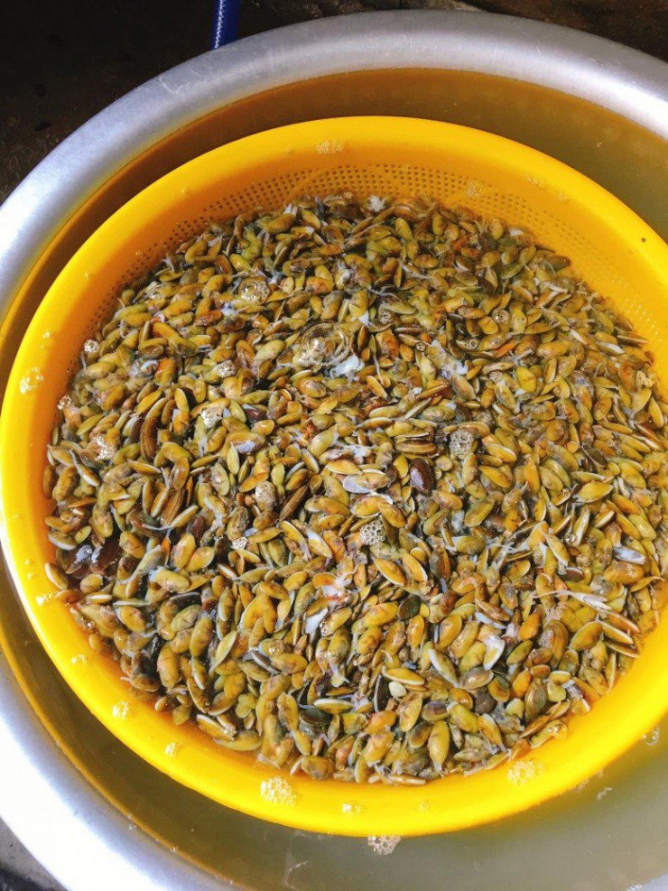 Thứ xưa ít ai ăn nay thành đặc sản dân phố săn lùng”, 90.000 đồng/kg-1