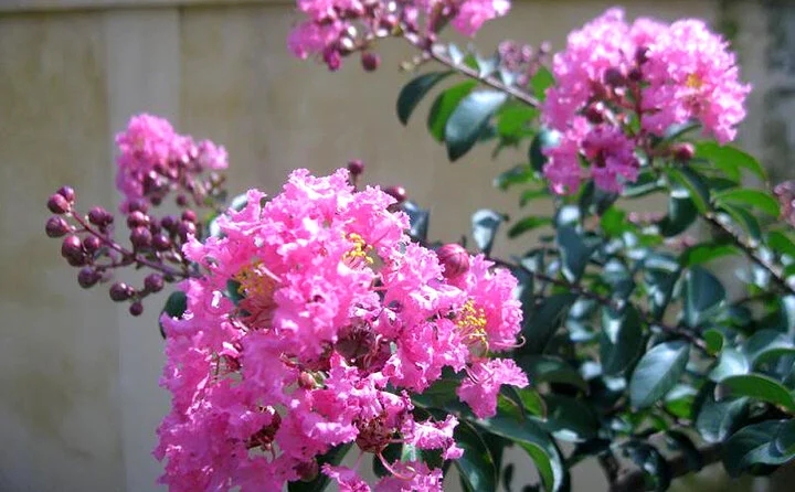 Ý nghĩa của cây hoa tường vi-1