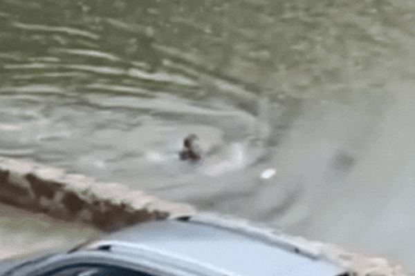 Cá sấu rượt đuổi người đàn ông bơi trong hồ và cái kết thót tim