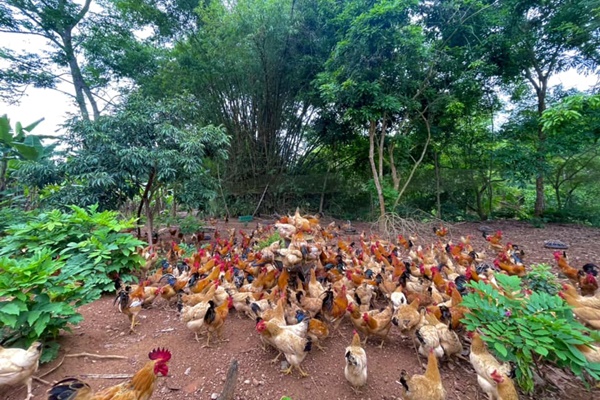 Loại gà nặng chỉ hơn 1kg có gì đặc biệt mà giá bán tới 600.000 đồng/con?-2