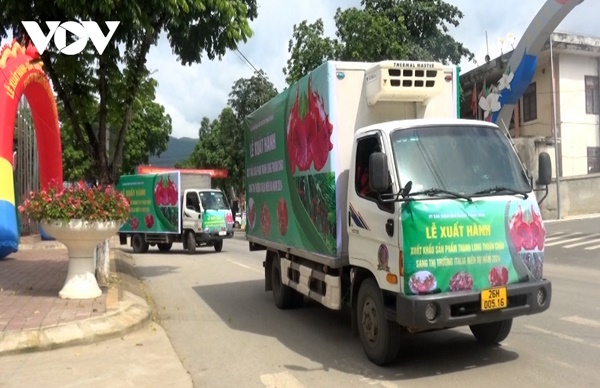 Sơn La xuất khẩu thanh long ruột đỏ sang thị trường Italia-1