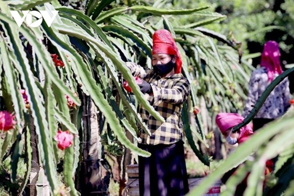 Sơn La xuất khẩu thanh long ruột đỏ sang thị trường Italia-2