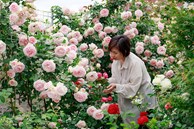 Người phụ nữ Việt trồng vườn hồng ở Nhật, ai đi qua cũng nán lại ngắm