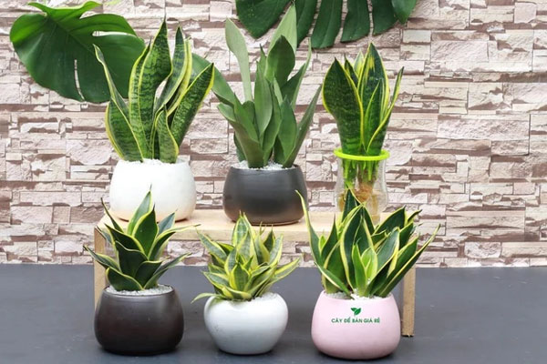 5 loại cây nên trồng ở phòng khách dễ chăm, hợp phong thuỷ-6