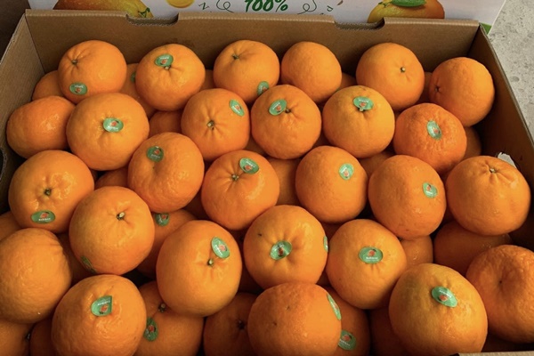 Vải thiều mất mùa chưa từng thấy, nông dân Bắc Giang vẫn kiếm tiền kỷ lục-2