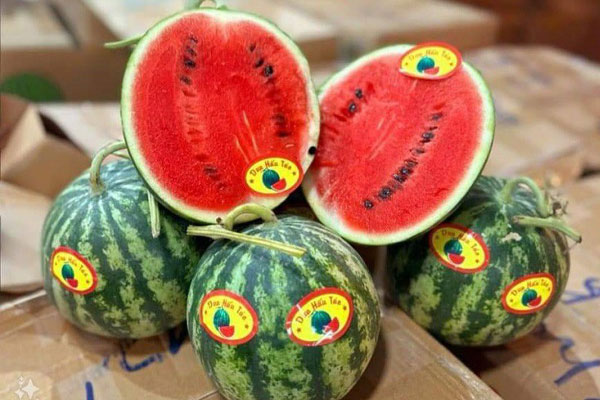 Loài cây ra toàn trái độc nhưng thân lại là mỏ vàng” trị giá bạc triệu, người Việt mua về để cầu tài lộc-5