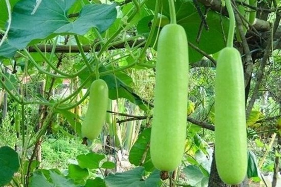 Thường xuyên ăn quả bầu có tác dụng gì?