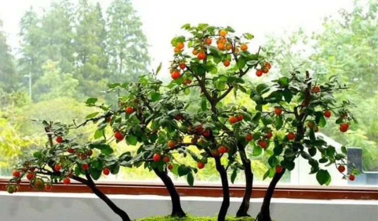 Loài cây ra toàn trái độc nhưng thân lại là mỏ vàng” trị giá bạc triệu, người Việt mua về để cầu tài lộc-1