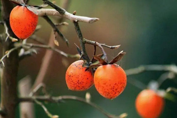 Loài cây ra toàn trái độc nhưng thân lại là mỏ vàng” trị giá bạc triệu, người Việt mua về để cầu tài lộc-3