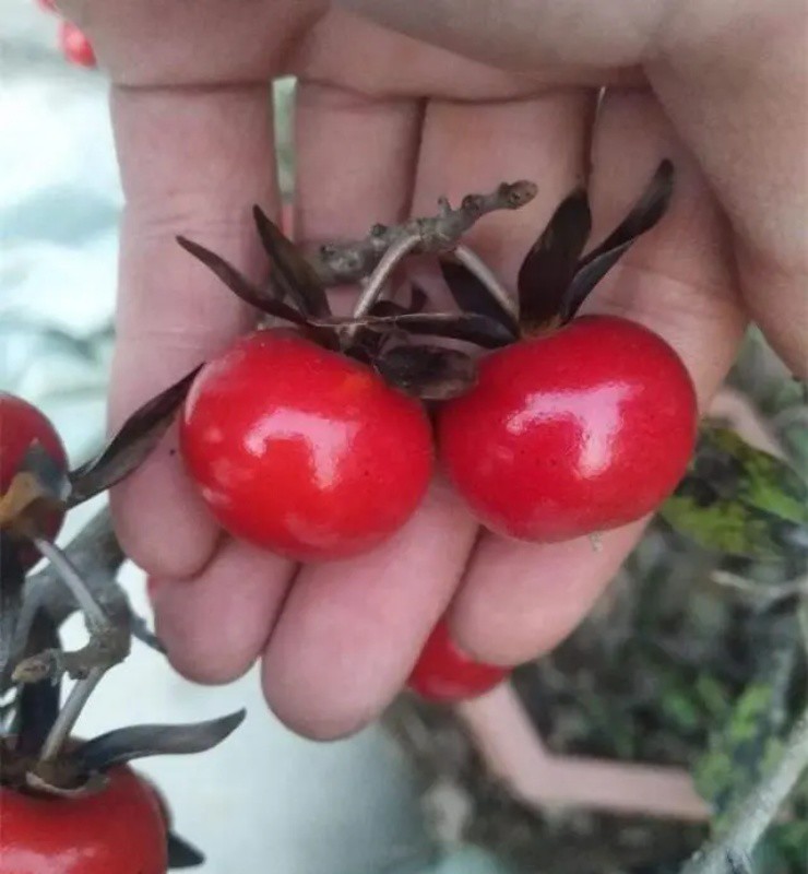 Loài cây ra toàn trái độc nhưng thân lại là mỏ vàng” trị giá bạc triệu, người Việt mua về để cầu tài lộc-4