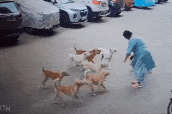Người phụ nữ bị 15 con chó tấn công trên phố và cái kết