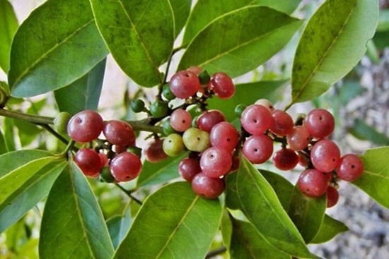 Loại cây mọc dại là thuốc quý trị nhiều bệnh