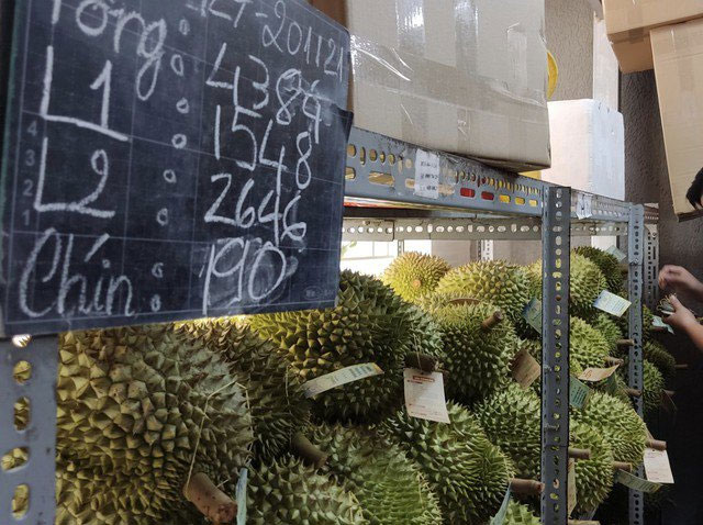 Sầu riêng chín cây và những sự thật bất ngờ-1