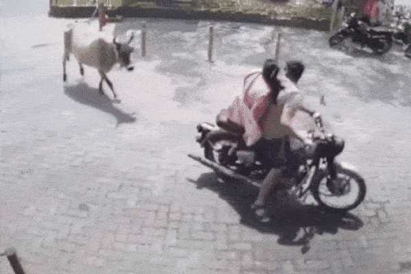 Clip: Bò điên rượt đuổi, tấn công người phụ nữ ngay giữa phố