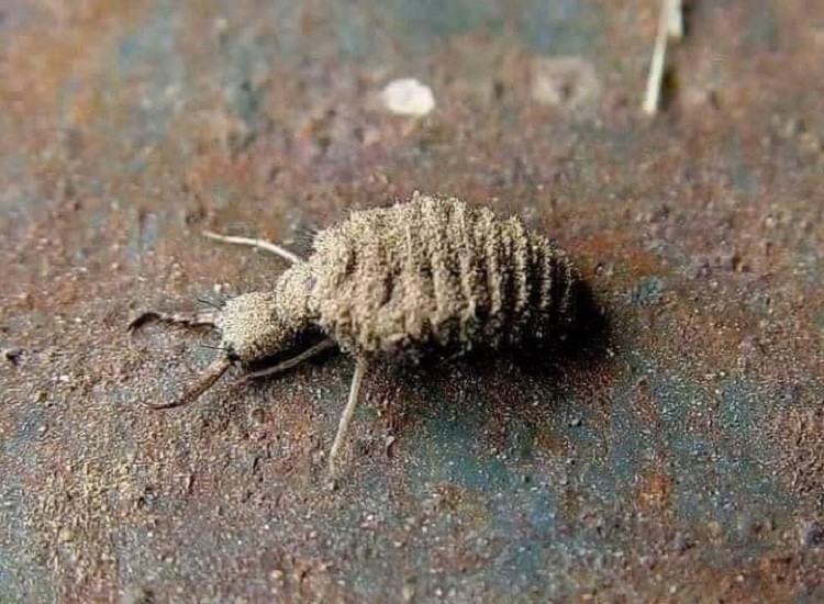 Bất ngờ loại côn trùng bé xíu ít ai ngó ngàng, được lùng mua với giá 15 triệu đồng/kg-1