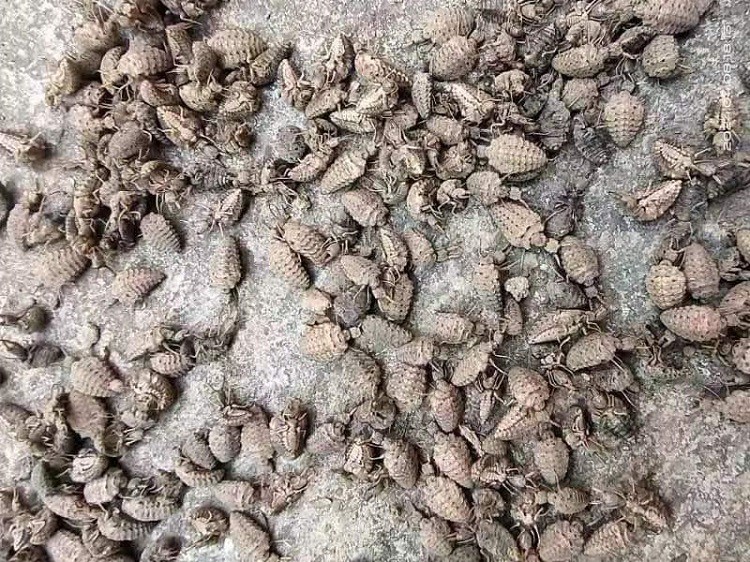 Bất ngờ loại côn trùng bé xíu ít ai ngó ngàng, được lùng mua với giá 15 triệu đồng/kg-2