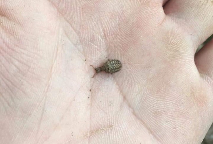 Bất ngờ loại côn trùng bé xíu ít ai ngó ngàng, được lùng mua với giá 15 triệu đồng/kg-4