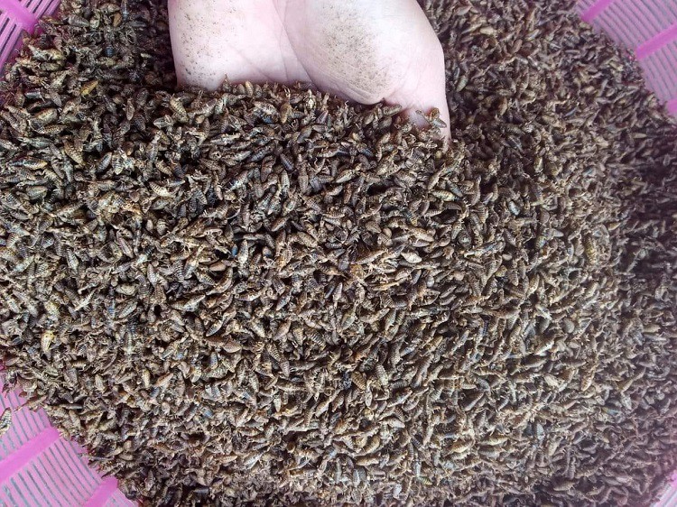 Bất ngờ loại côn trùng bé xíu ít ai ngó ngàng, được lùng mua với giá 15 triệu đồng/kg-5