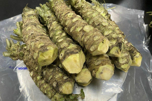 Cây cỏ dại được trồng vào chậu, giá hơn 100.000 đồng/cây vẫn đắt hàng-5