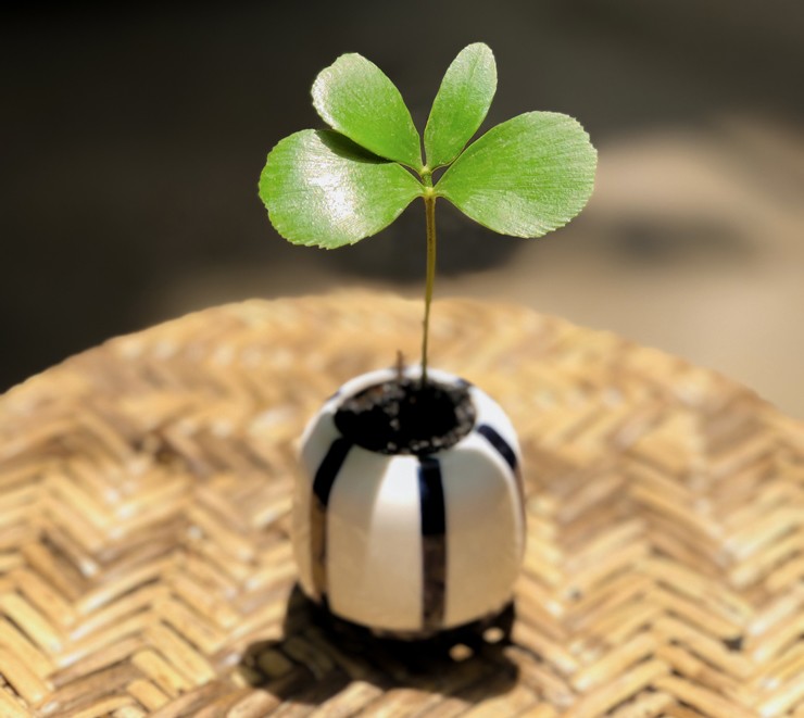 Cây cỏ dại được trồng vào chậu, giá hơn 100.000 đồng/cây vẫn đắt hàng-1