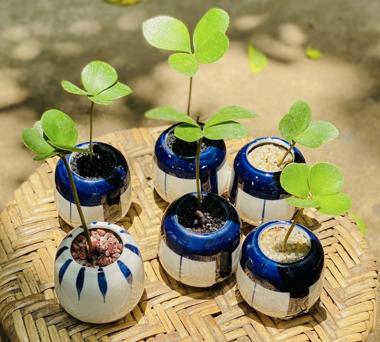 Cây cỏ dại được trồng vào chậu, giá hơn 100.000 đồng/cây vẫn đắt hàng-2