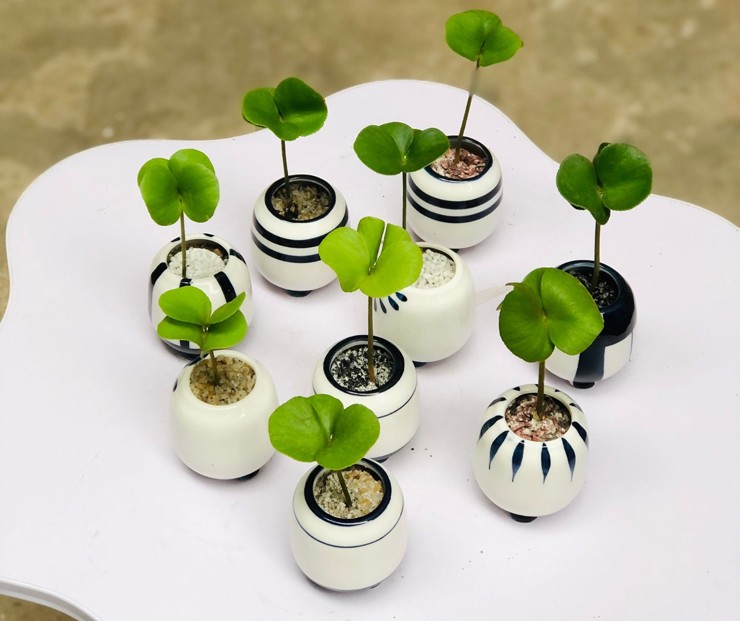 Cây cỏ dại được trồng vào chậu, giá hơn 100.000 đồng/cây vẫn đắt hàng-3