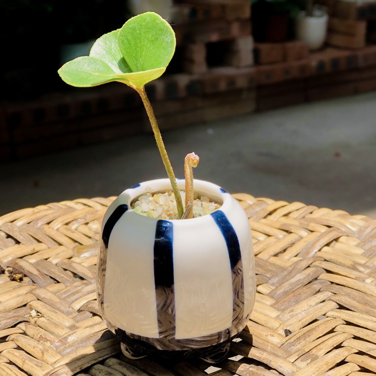 Cây cỏ dại được trồng vào chậu, giá hơn 100.000 đồng/cây vẫn đắt hàng-4