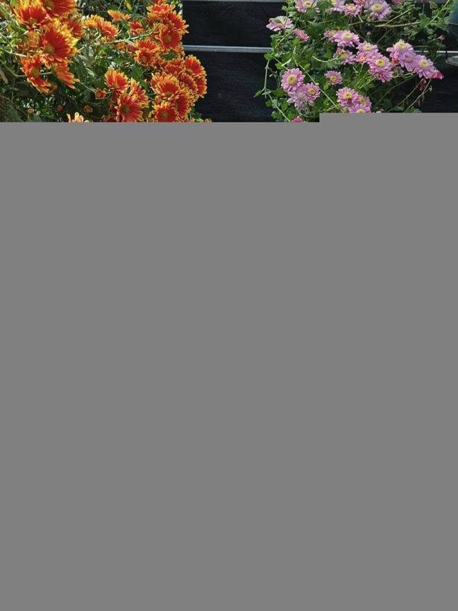 Chàng trai chi 400 triệu trồng vườn hoa cúc 1.000m2, hơn 50 loài khoe sắc rực rỡ đẹp mê li-13