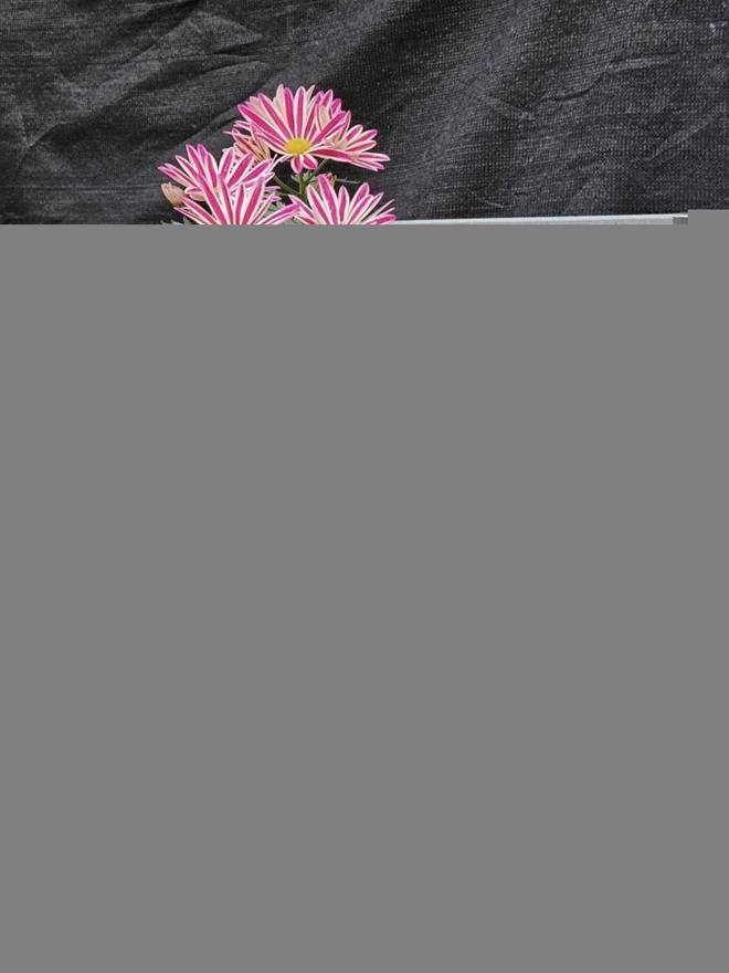 Chàng trai chi 400 triệu trồng vườn hoa cúc 1.000m2, hơn 50 loài khoe sắc rực rỡ đẹp mê li-14