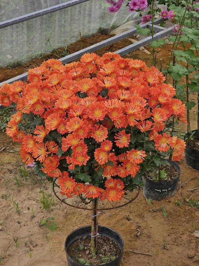 Chàng trai chi 400 triệu trồng vườn hoa cúc 1.000m2, hơn 50 loài khoe sắc rực rỡ đẹp mê li-15