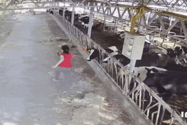Clip: Trâu bất ngờ nổi điên, lao tới rượt đuổi người phụ nữ
