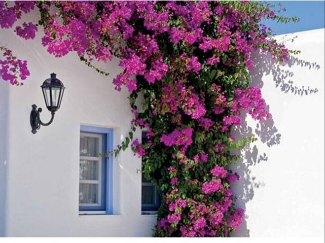 4 vị trí trồng cây hoa giấy phù hợp nhất-4